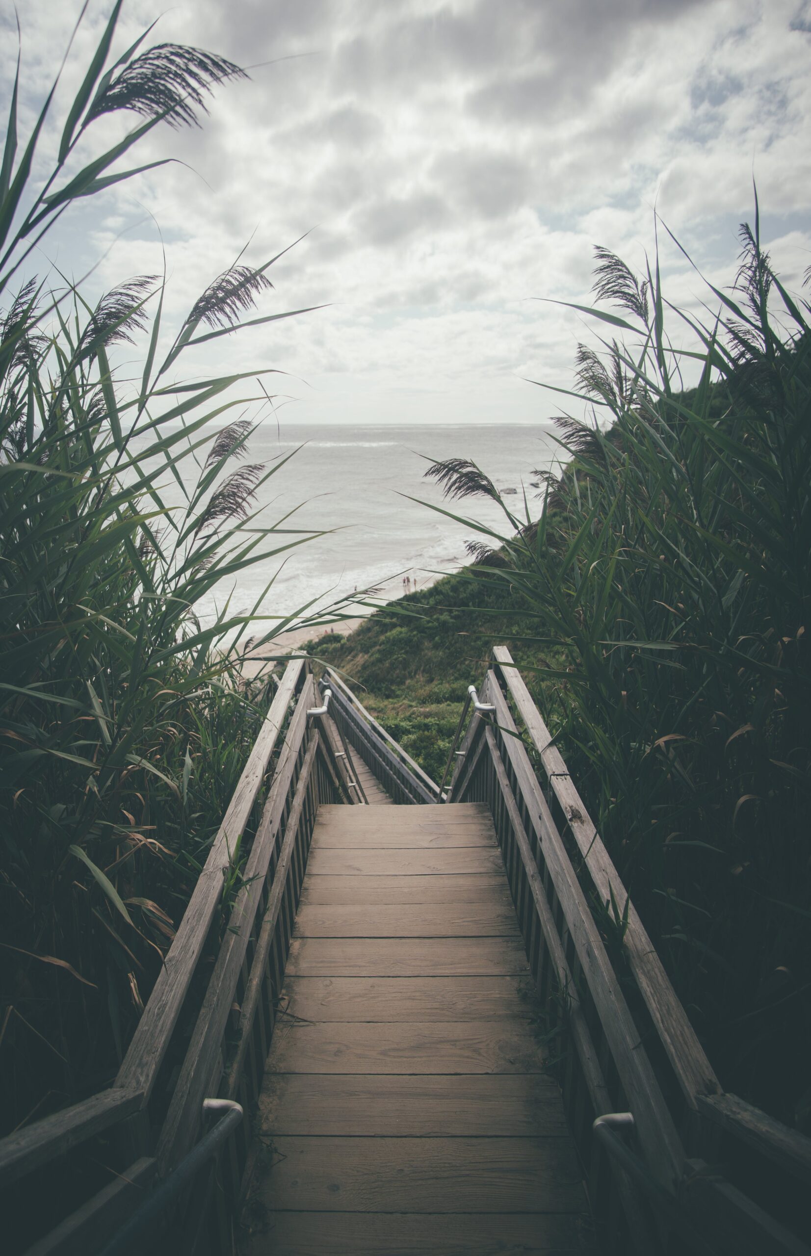 A wooden staircase leading down to a beach, surrounded by tall green plants.